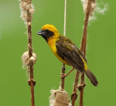 Asian Golden Weaver