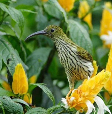 Streaked Spiderhunter