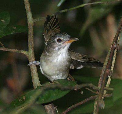 Moustached Babbler,juv