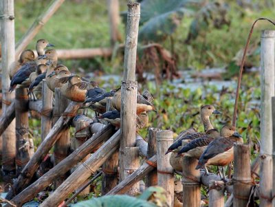 Lesser Whistling Ducks