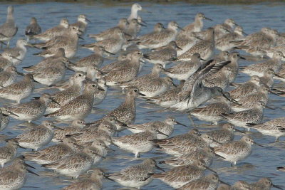 Grey Plover