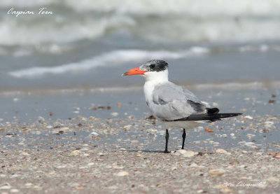 Caspian Tern