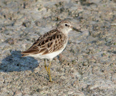 Long-toed Stint