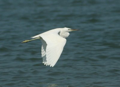 Chinese Egret