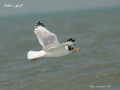 Pallas's Gull (Greater Black-headed)