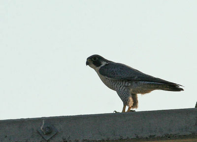 Peregrine Falcon