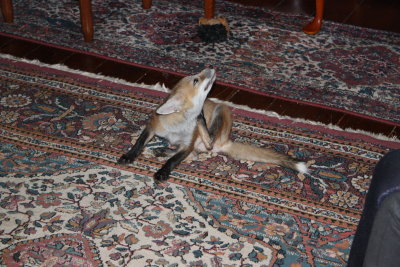 fox 007.jpg