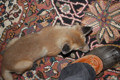 fox 008.jpg