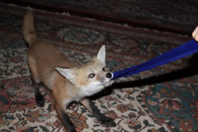fox 009.jpg