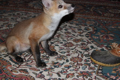 fox 013.jpg