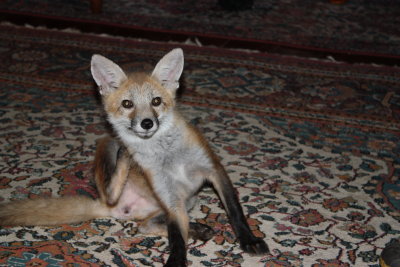 fox 014.jpg