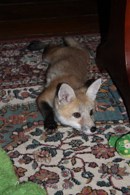 fox 018.jpg