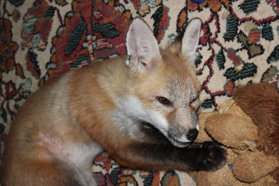 fox 025.jpg