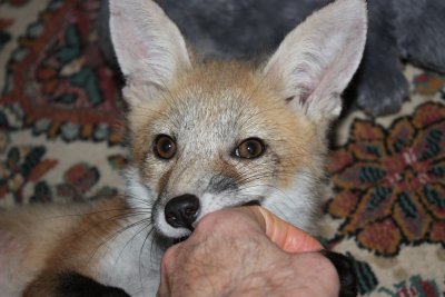 fox 032.jpg