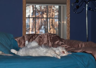 Milo the Bed Hog.jpg