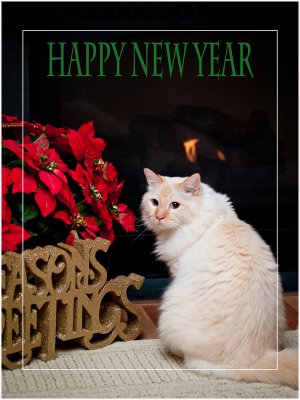 Milo by the Fire-Happy New Year
