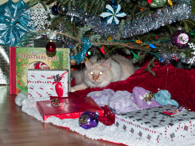 Milo Under the Tree 1.jpg
