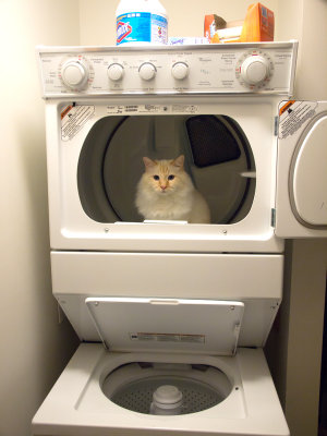 Milo in the Dryer_2.jpg