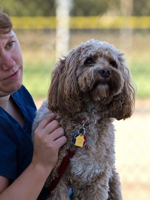 CockaPoo with Mom_2 