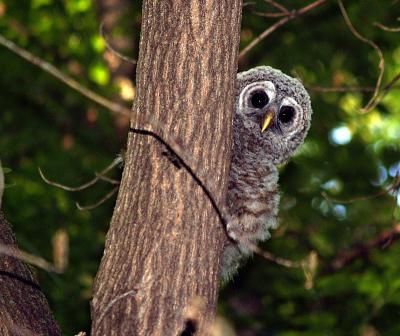 Adorable Young Barred Owl in the Woods