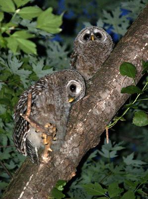 Barred Owl Juveniles