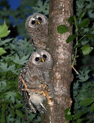 Barred Owl Pair