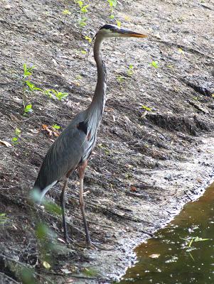 Great Blue Heron by the Pond