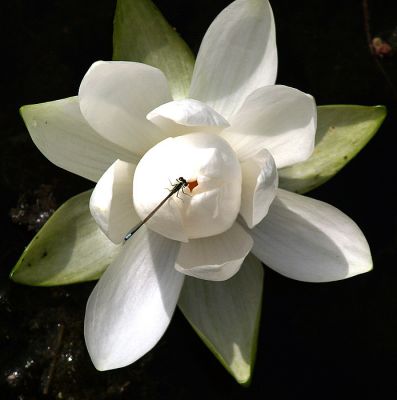 Water Lily With a Friend