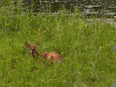 Little Fawn on the Island