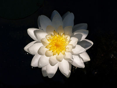 Water Lily in Bloom 2