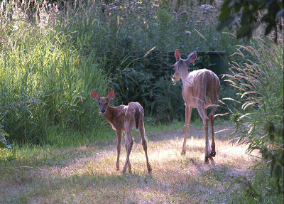 Very Thin Doe and Fawn