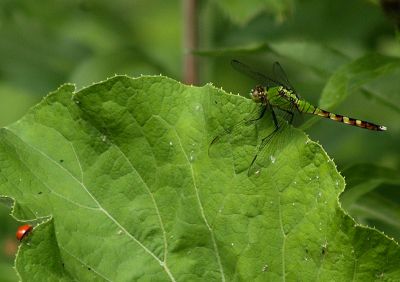 Leaf Green Dragonfly w/ Lady Bug