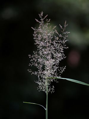 Wild Grass