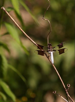 Dragonfly on a Twig