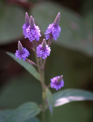 Purple Wild Flower