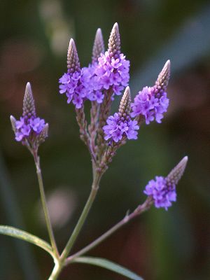 Purple Wild Flower 2