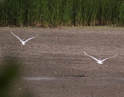 Egrets Fishing the Dry Pond Bottom