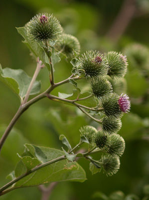 cockle burrs in bloom