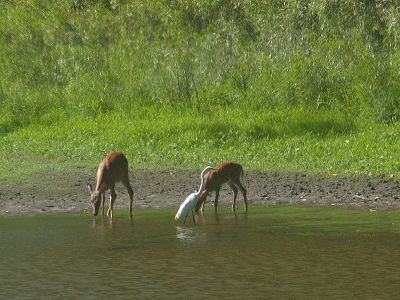 Mother, Fawn and Egret by the Pond