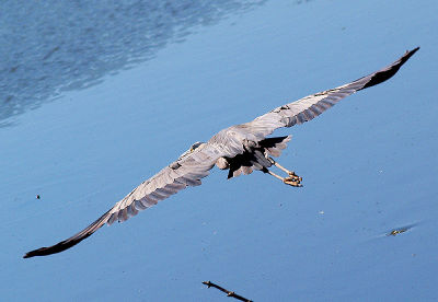 Heron in Flight (angled to do a closer crop)