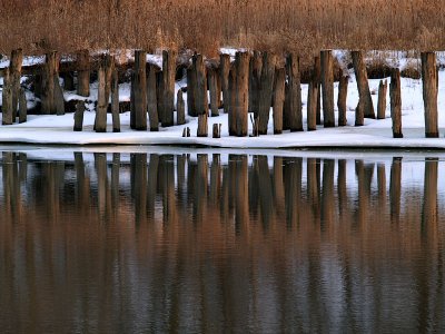 Pilings Along the River