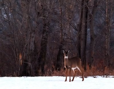 The Deer On the Hill