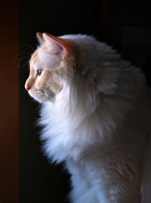 Milo, a registered Ragdoll Cat