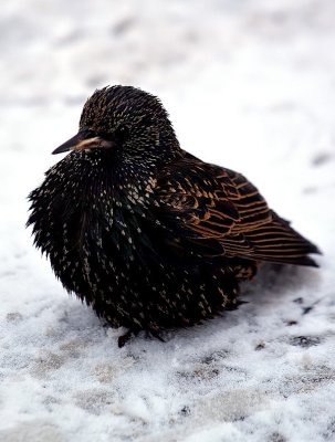 Frozen Little Starling Looking So Cold