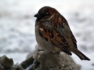 Male European Sparrow Surving Winter