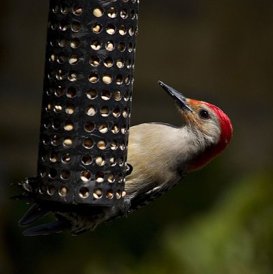 Red Bellied Woodpecker, a wonderful find