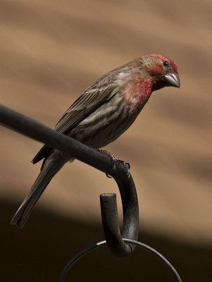 house finch