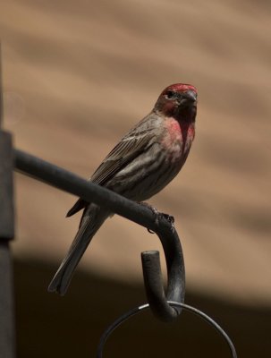 house finch