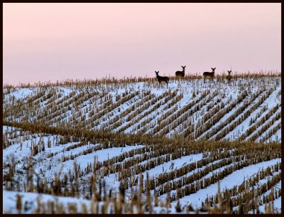 Dusk Falling on the Day and Deer