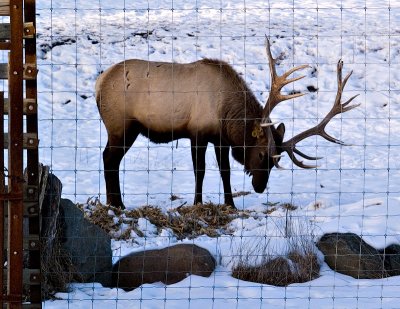 Elk Buck, How Handsome!